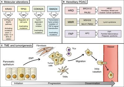 Frontiers | Adjuvant Treatment In Pancreatic Cancer: Shaping The Future ...